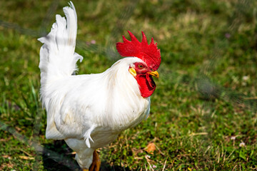 rooster in the grass on a farm