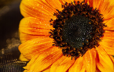 Macro of orange sunflower with detailed centre