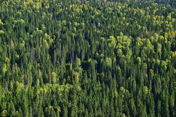 Endless mixed Ural forest (taiga) in early autumn