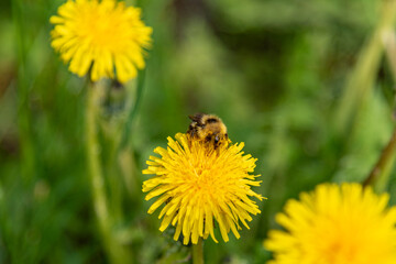 Bright yellow daisy flower with a large bumble bee eating pollen in summer time, close up, macro. 