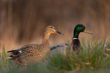 Mallard in the meadow. Wild duck during spring reproduction. European wildlife. Birds watching in Czech republic. 