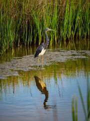 tri-colored heron standing in the marsh