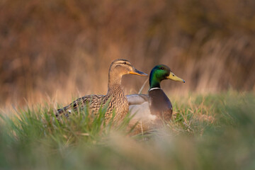 Mallard in the meadow. Wild duck during spring reproduction. European wildlife. Birds watching in Czech republic. 