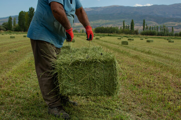 Farmer carrying a bale of hay.farm worker.animal fodder.