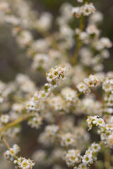 Blooming white terminal indeterminate panicle inflorescences of Resinbrush, Adenostoma Fasciculatum, Rosaceae, native evergreen shrub in Red Rock Canyon MRCA Park, Santa Monica Mountains, Springtime.