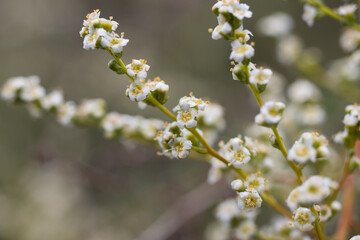 Blooming white terminal indeterminate panicle inflorescences of Resinbrush, Adenostoma...
