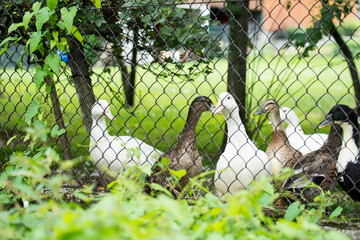 kaczki w zagrodzie widziane przez ogrodzenie - obrazy, fototapety, plakaty