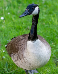 Goose
