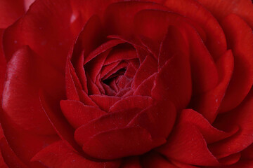Macro of a red flower Ranunculus asiaticus