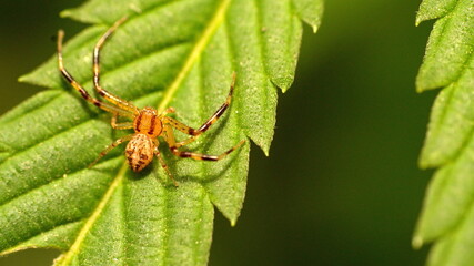 Newly hatched crab spider on a leaf in Cotacachi, Ecuador
