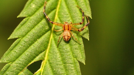 Newly hatched crab spider on a leaf in Cotacachi, Ecuador