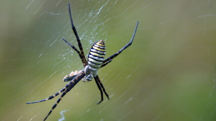 Striped orb weaver spider in a web in Cotacachi, Ecuador