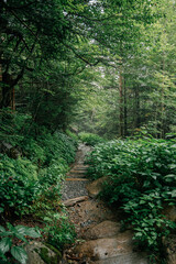 Obraz premium Great Smoky Mountains National Park