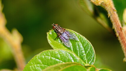 Fly on a leaf in Cotacachi, Ecuador