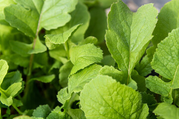 Close up of radish plant, healthy leaves taken in indoor greenhouse with stunning, fresh plant. 