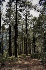 Doi Mon Chong, Chiangmai, Thailand