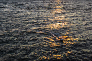 Majestic Aerial view of Young man riding on fast water scooter in Golden rays and reflection of the sunset sun in wavy water. Concept of summer, vacation and travel, sport, active life. Copy space 