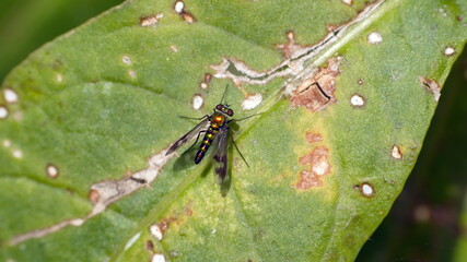 Long legged fly on a leaf in Cotacachi, Ecuador