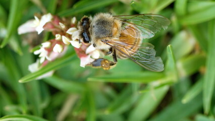 Honey bee on a white clover flower in Cotacachi, Ecuador