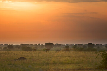 Fototapeta na wymiar African sunset with red sky