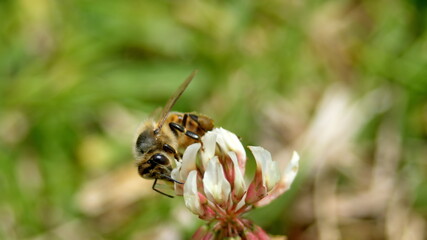Honey bee on a white clover flower in Cotacachi, Ecuador