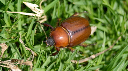 Brown beetle in the grass in Cotacachi, Ecuador