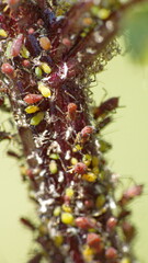 Aphid infestation on a sick plant in Cotacachi, Ecuador