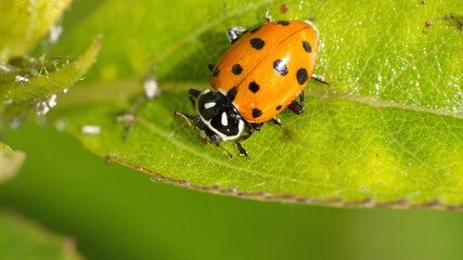 Lady bug on a leaf in Cotacachi, Ecuador