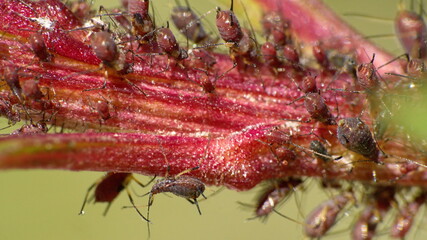 Aphid infestation on a sick plant in Cotacachi, Ecuador