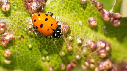 Lady bug on a leaf of a diseased plant in Cotacachi, Ecuador