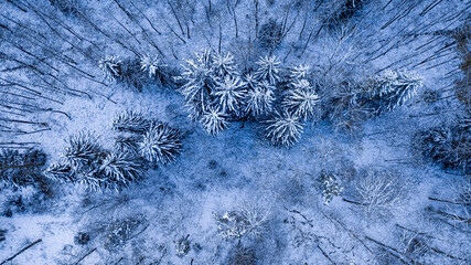 Winter snowy forest. Aerial view of wildlife in Poland