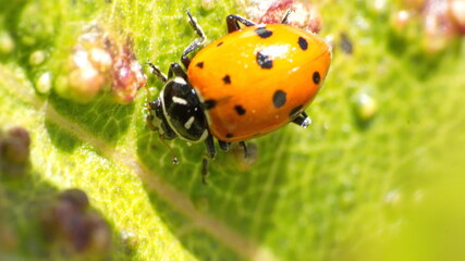 Lady bug on a leaf of a diseased plant in Cotacachi, Ecuador