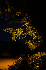 Leaves at Night