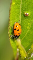 Lady bug on a leaf in Cotacachi, Ecuador