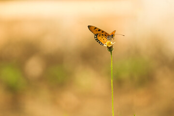 butterfly on a flower