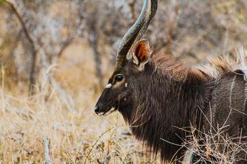 African antelope in the dry vegetation of a safari in South Africa
