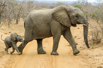 Fototapeta premium Elephant mum with her baby crossing the road in the middle of a safari in South Africa