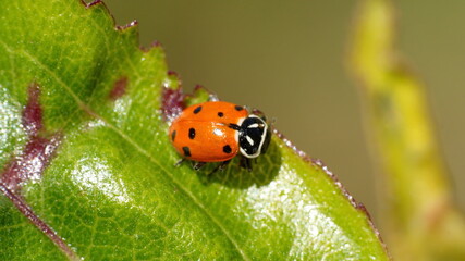 Lady bug on a leaf in Cotacachi, Ecuador