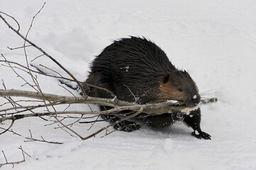 Beaver with tree in its mouth in winter
