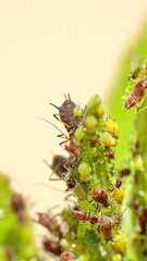 Aphid infestation on a sick plant in Cotacachi, Ecuador