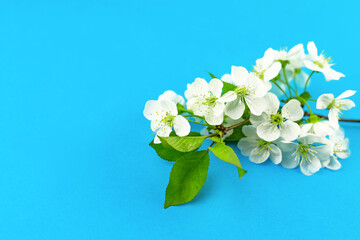 Branches of blossoming white spring apple tree flowers on bright blue tourquase paper background. Close up. Selective soft focus. Shallow depth of field. Text copy space.