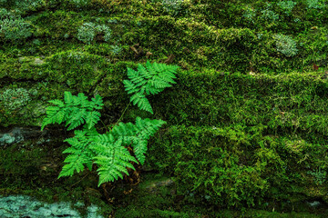 green fern on a mossy log in the forest