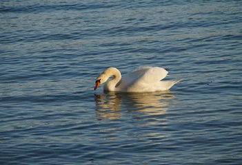 Fototapete Rund a majestic swan with open wings basking in the evening sun on lake Constance in Germany  © Julia