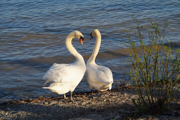 a couple of beautiful hugging swans in love in the evening sun on lake Constance or Bodensee on island Mainau, Germany	