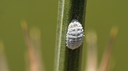 Insect larvae on a blade of grass in Cotacachi, Ecuador