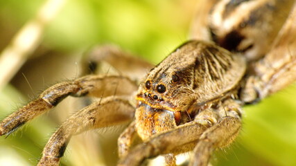 Close up of a wolf spider in Cotacachi, Ecuador