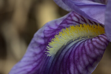 flor de iris, Iris unguicularis, con filamentos amarillos y en macro © Sergio Peña y Lillo