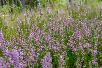 Heide Landschaft in Brandenburg Deutschland Reicherskreuzer Heide