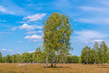 Heide Landschaft in Brandenburg Deutschland Reicherskreuzer Heide