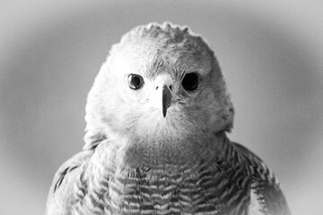 Bird grey hawk close up black and white 